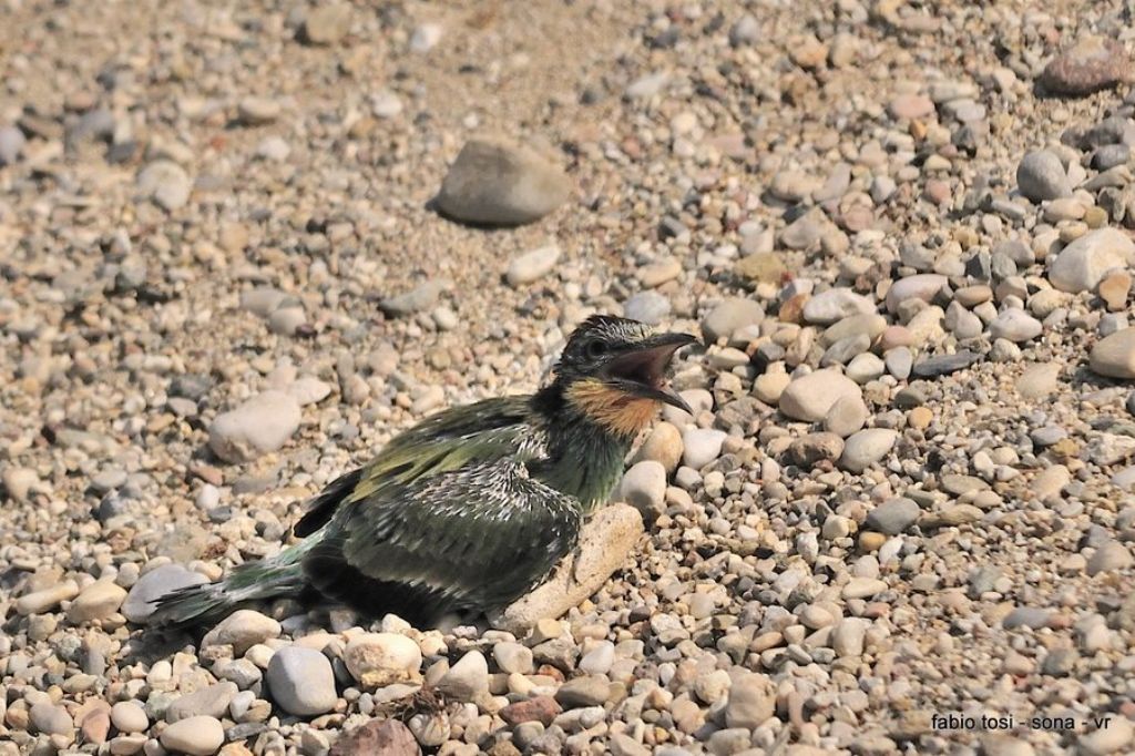 Il caparbio: predazione di biacco (foto-racconto)